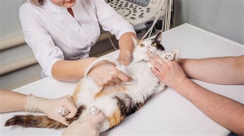 2 Biaya USG Kucing 2025 Puskeswan Dokter Klinik Hewan