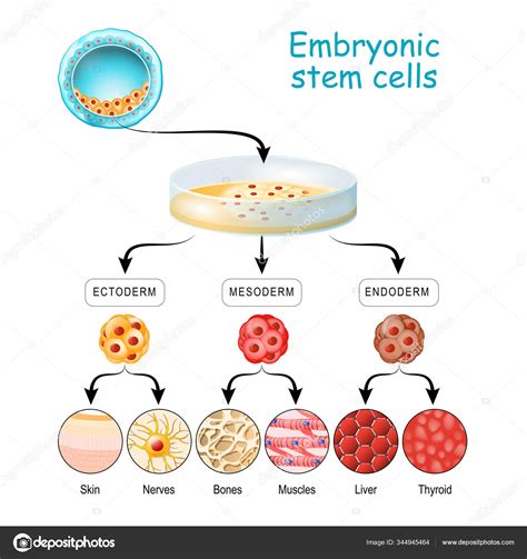 From Totipotent To Pluripotent Multipotent And Unipotent Cell Stock