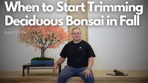 When To Trim Deciduous Bonsai In Fall And All About Katsura Bonsai