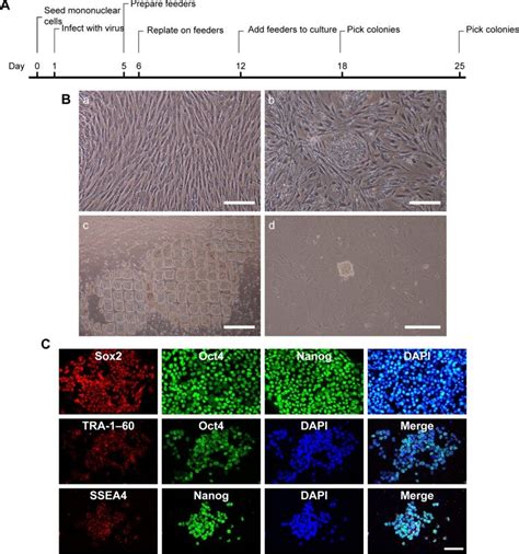 Preparation And Characterization Of IPscs Notes A A Time Course