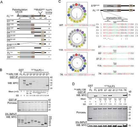 Interactions Between TULP3 Tubby Domain And ARL13B Amphipathic Helix