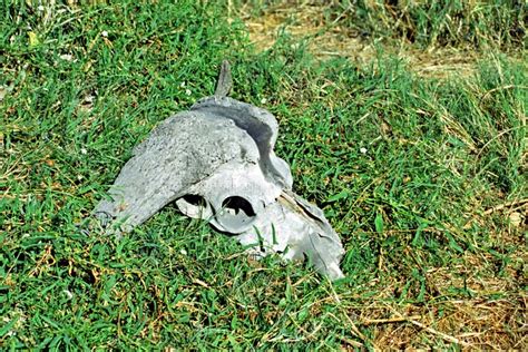 African Buffalo S Skull Okavango Delta Botswana Stock Image Image