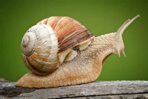 Most Common Types Of Garden Snails How To Identify Them