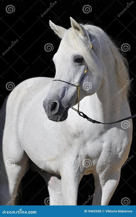 White Arabian Horse Stallion Portrait Royalty Free Stock Photos Image
