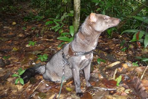 Short Eared Dog Alchetron The Free Social Encyclopedia