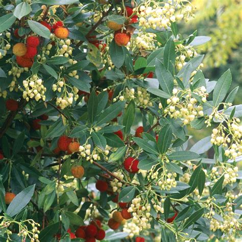 Arbutus Unedo Rubra Tree 12l 5 6ft 247plants
