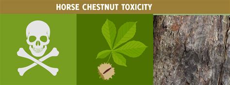 Horse Chestnut Toxicity | HorseDVM Diseases A-Z