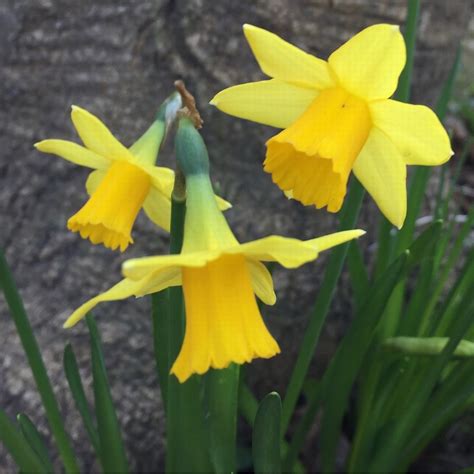 Narcissus Tete A Tete The Nunhead Gardener