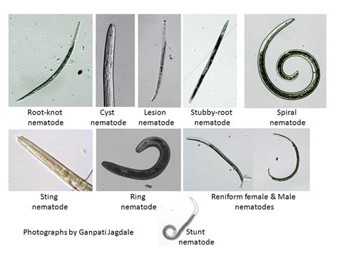 Figure 6 Different Types Of Plant Parasitic Nematodes That Cause