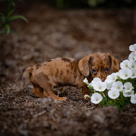 Miniature Dachshund Puppy Oreo Ibar Canine Companions