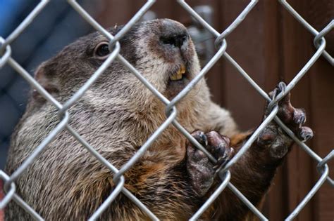 West Virginia State Wildlife Center Obtains Clearance To Host Groundhog