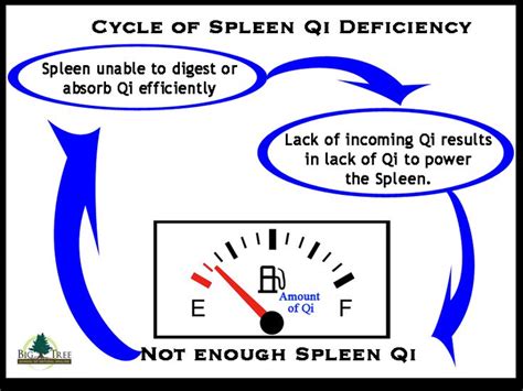 The Cycle Of Spleen Qi Deficiency Qi Deficiency Spleen Qi Deficiency