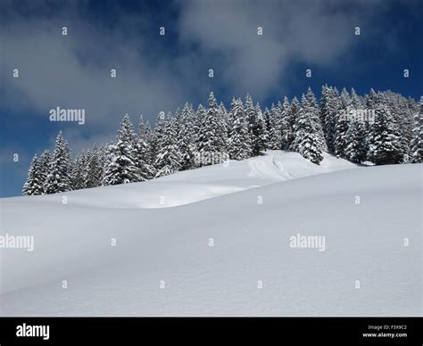 Beautiful winter forest Stock Photo - Alamy