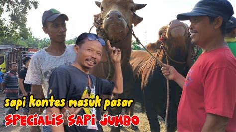 Pasar Sapi Ambulu Kedatangan Sapi Jumbo 2 Ekor Di Bandrol 82 Juta