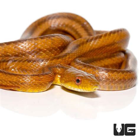 Yearling Yellow Ratsnakes for sale - Underground Reptiles