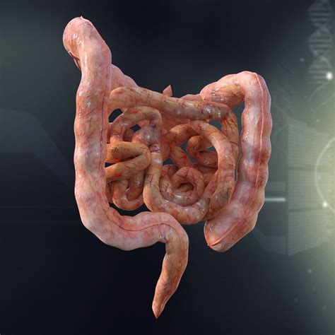 Human Intestines Picture