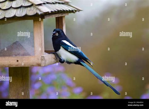 Magpie At Bird Feeding Station Lower Saxony Germany Pica Pica Stock