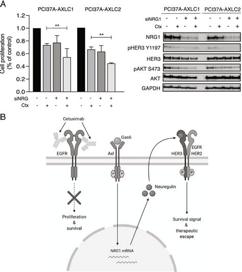 Axl Regulates Nrg1 To Lead To Cetuximab Resistance A Pci37a Axl Cells