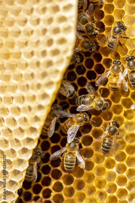 Details of a bee habitat bright yellow honeycomb Stock Photo | Adobe Stock