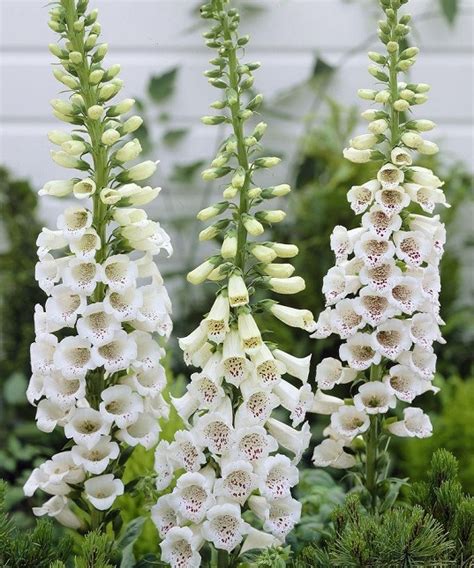 Digitalis Virtuoso White The Nunhead Gardener