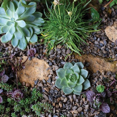 Horticultural Alpine Grit Decorative Aggregates Kelkay