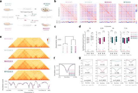 Moderate Changes In Compartment And Tad Organization During Sex