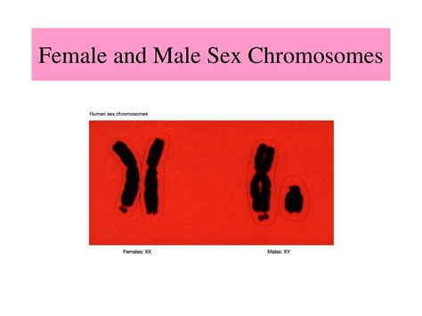 Ppt Sex Linkage And Polygenic Inheritance Powerpoint Presentation