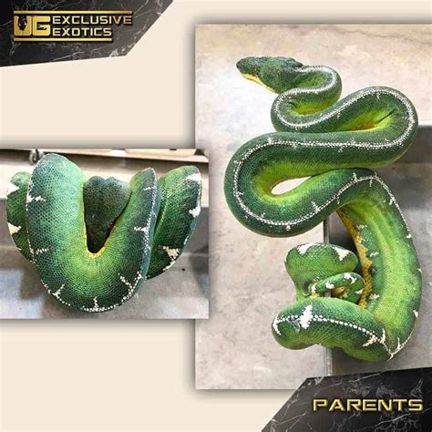 Amazon Basin Emerald Tree Boas (Corallus batesii) For Sale ...