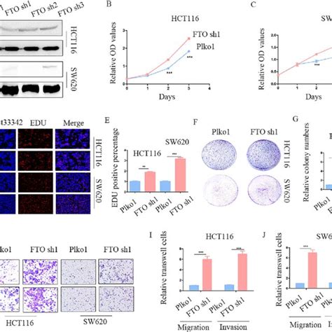 Knockdown Of Fto Promotes Proliferation Migration And Invasion Of Crc