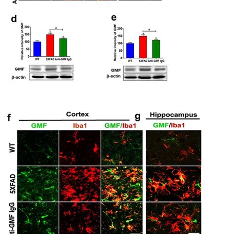 Anti Gmfantibody Administration In Xfad Mice Promotes Neuroprotection