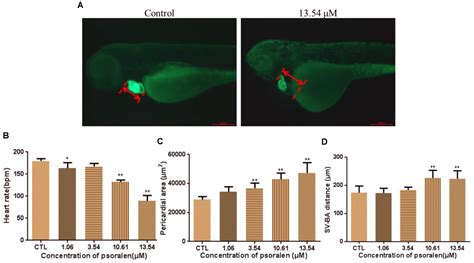 Frontiers Psoralen Induces Developmental Toxicity In Zebrafish