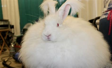 9 Fluffy Rabbit Breeds With Pictures August 2024