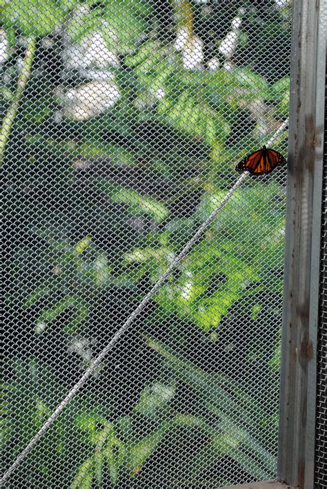 Vanishing Mesh – A Thru Z Consulting & Distributing, Inc.