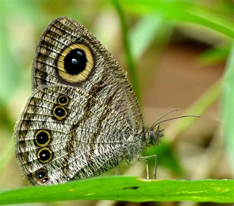 Papillon Fond d écran HD Arrière Plan 2397x2112