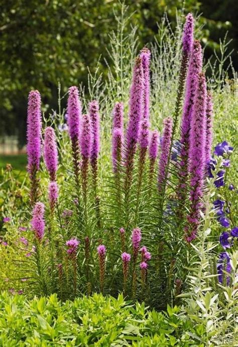 23 Low Maintenance Perennial Flowers For Full Sun Or Shady Gardens