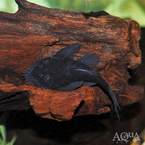 Orinoco Medusa Pleco Ancistrus Cf Macrophthalmus Aqua Imports