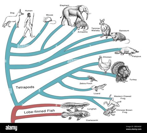 Phylogenetic Tree Fotografías E Imágenes De Alta Resolución Alamy