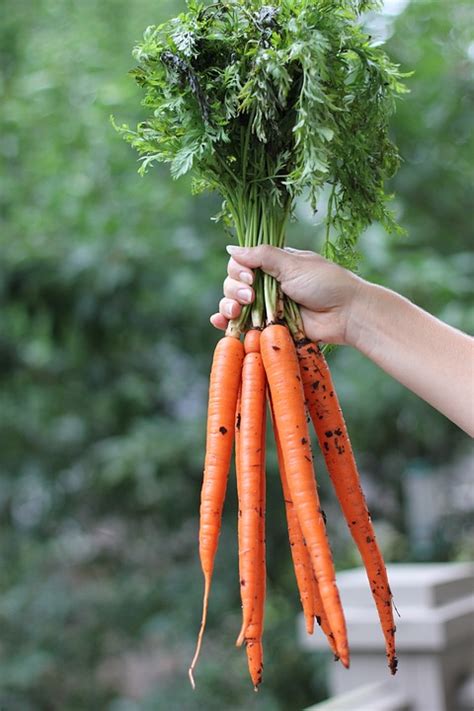 Carrots Root Vegetables Fresh Free Photo On Pixabay Pixabay