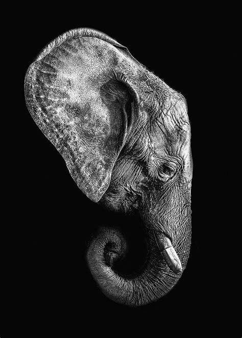 Animals Wallpapers Elephant Head Poster Art Digital Art By Rowlette Nixon