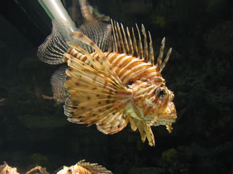 Spiky | Spiky fish. Sure there is a technical name for it, b… | Flickr