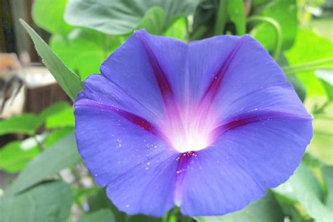 Moonflower Vine, Ipomoea alba - How to Grow and Care for Moon Vine Bushes - Plantopedia