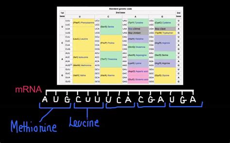 Amino acid sequence chart mrna - strategyJuli