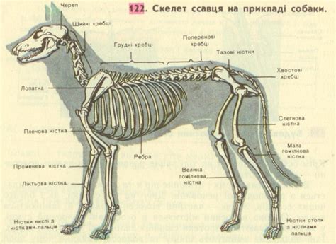 Анатомия немецкой овчарки (62 фото) - картинки sobakovod.club
