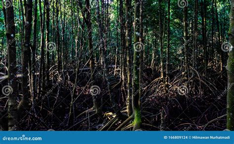 The Mangrove Forest Stock Photo Image Of Natural Borneo