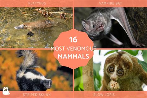 16 Most Venomous Mammals in the World List - With Photos