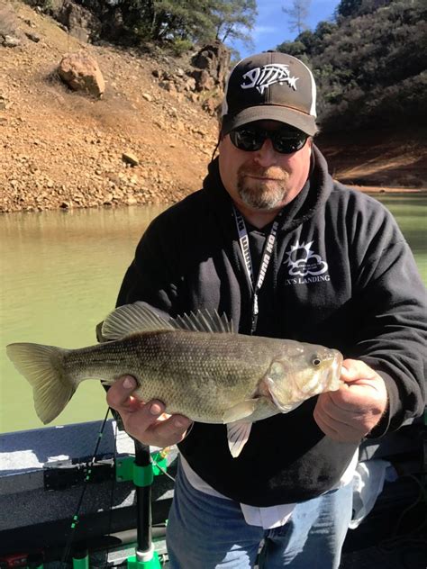 Shasta Lake Fish Report Shasta Lake Ca Shasta County