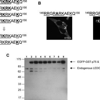 The C Terminal Domain Of LEDGF P75 Is Dispensable For Nuclear