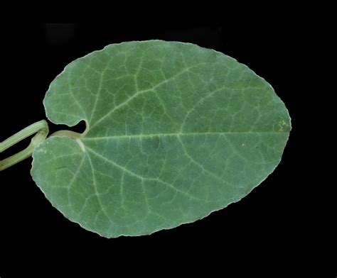 Aristolochia Bracteolata Lam Plants Of The World Online Kew Science