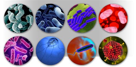 Introduction Microbiology Microorganism And Contribution Plantlet