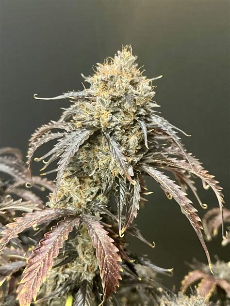Alien Diesel | Master Sensei Genetics